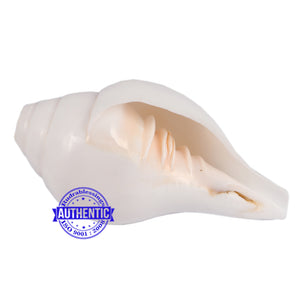 6 Lines / Shastan (Senses) Shankh - 31