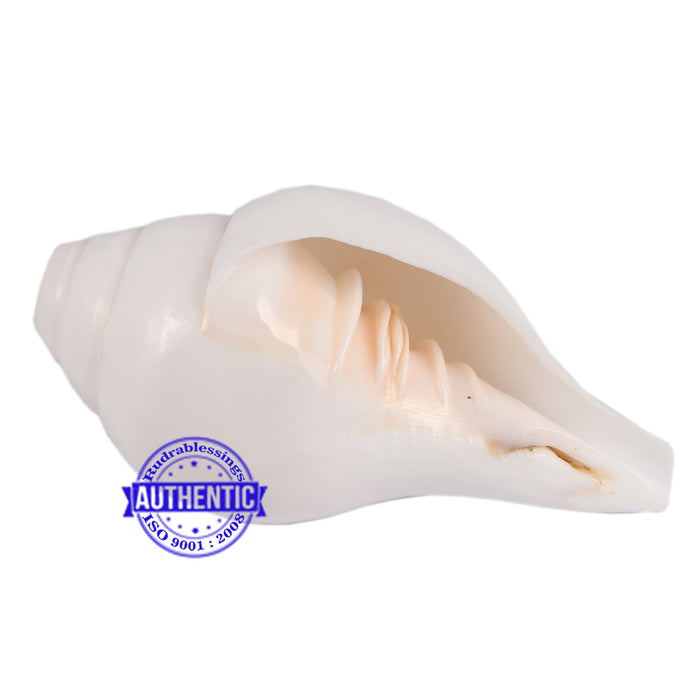 6 Lines / Shastan (Senses) Shankh - 31