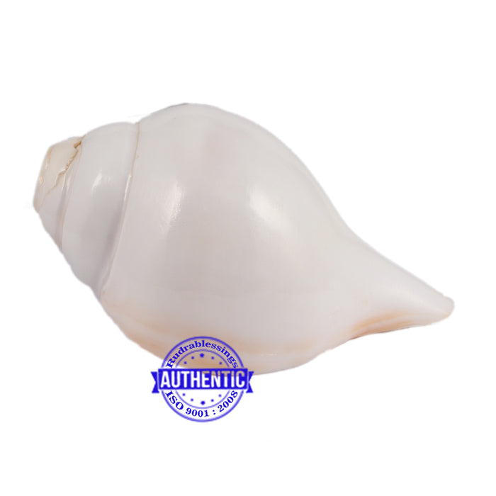 6 Lines / Shastan (Senses) Shankh - 32