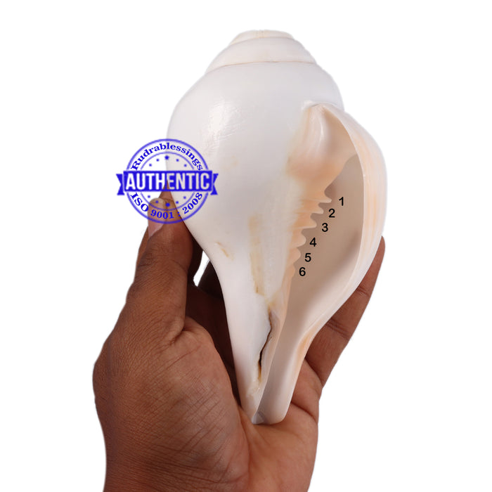 6 Lines / Shastan (Senses) Shankh - 32