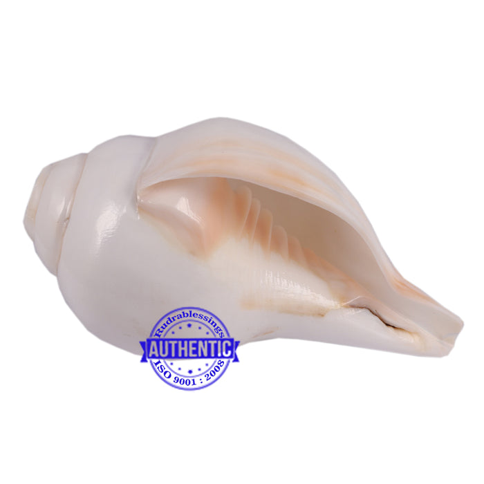 6 Lines / Shastan (Senses) Shankh - 32