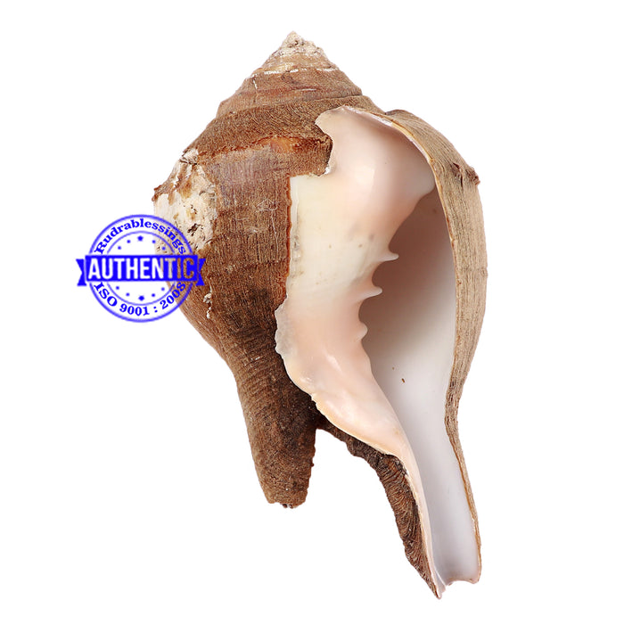 Shankarnarayan Twin Shankh - 39