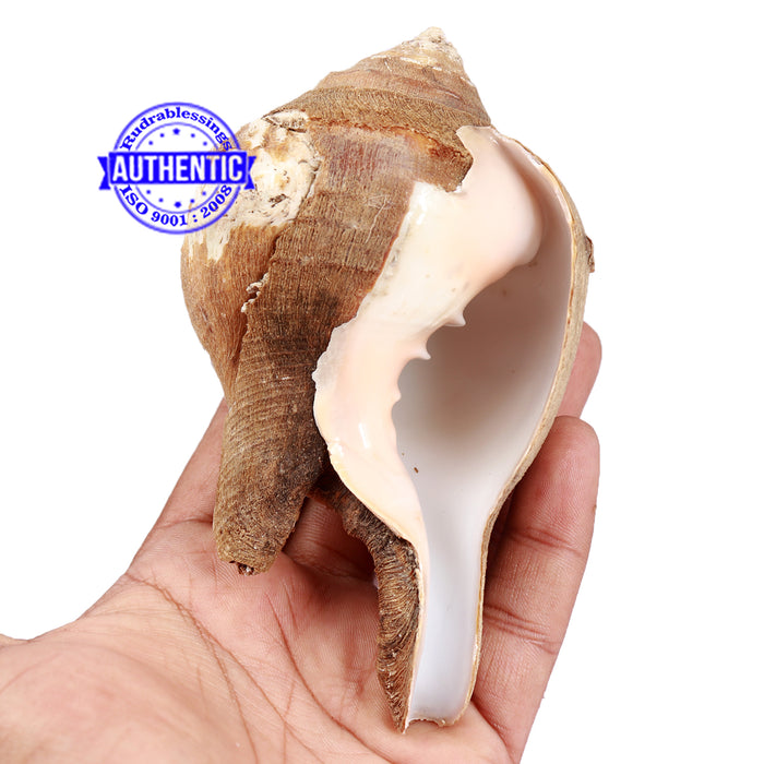 Shankarnarayan Twin Shankh - 39