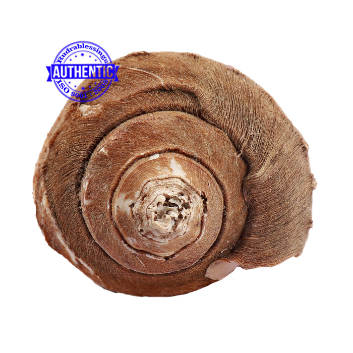 Shankarnarayan Twin Shankh - 39