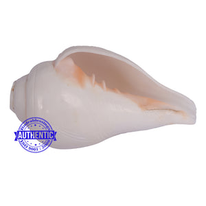 4 Lines / 4 Vedas Shankh - 6