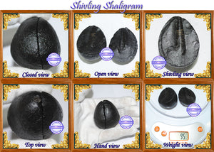 Shivling Shaligram - 1