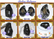 Load image into Gallery viewer, Shivling Shaligram - 2
