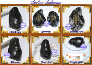 Shivling Shaligram - 2