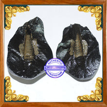 Load image into Gallery viewer, Shivling Shaligram - 2
