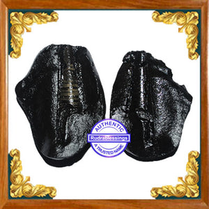 Shivling Shaligram - 7