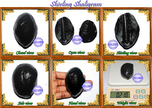 Shivling Shaligram - 9