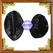 Load image into Gallery viewer, Shivling Shaligram - 9
