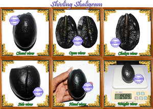 Shivling Shaligram - 11