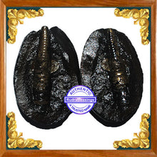 Load image into Gallery viewer, Shivling Shaligram - 11
