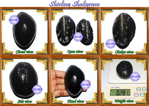Shivling Shaligram - 8