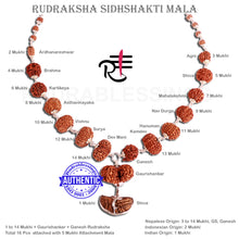Load image into Gallery viewer, Rudraksha SidhShakti Mala from Nepal (Std size beads)
