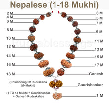 Load image into Gallery viewer, Enroute to Rudraksha Shahi Indrani Mala from Nepal
