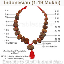 Load image into Gallery viewer, Enroute to Rudraksha Shahi Indrani Mala from Indonesia - 2
