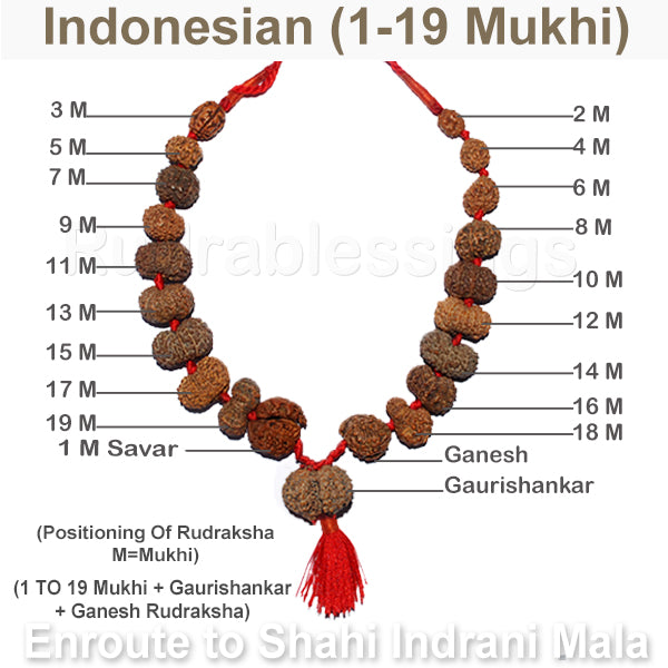 Enroute to Rudraksha Shahi Indrani Mala from Indonesia - 2