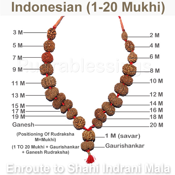 Enroute to Rudraksha Shahi Indrani Mala from Indonesia - 3