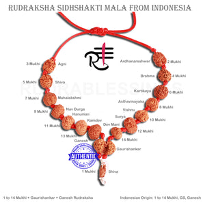 Rudraksha SidhShakti Mala from Indonesia (Mini size beads) - 3