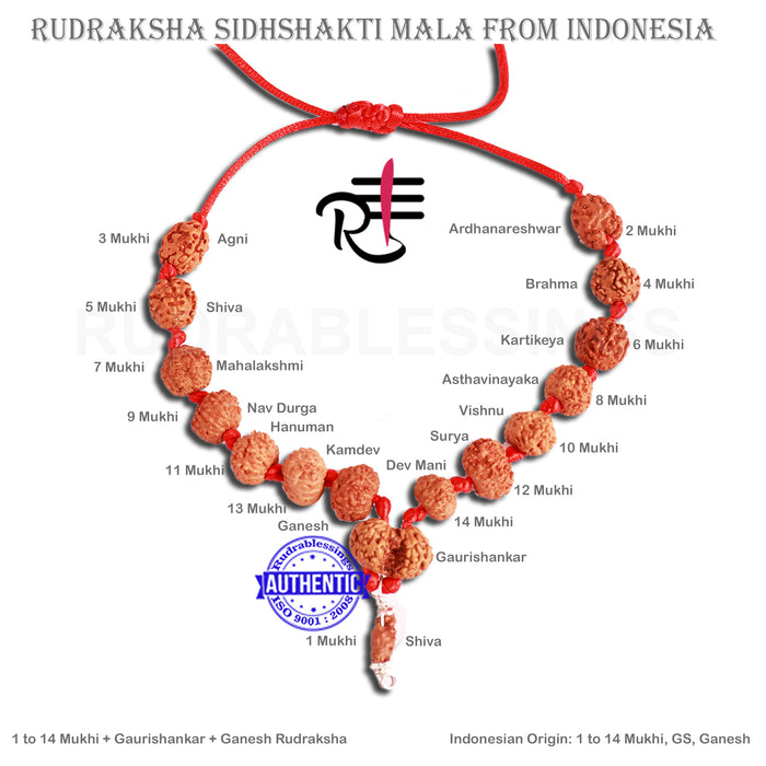 Rudraksha SidhShakti Mala from Indonesia (Standard size beads) - 4