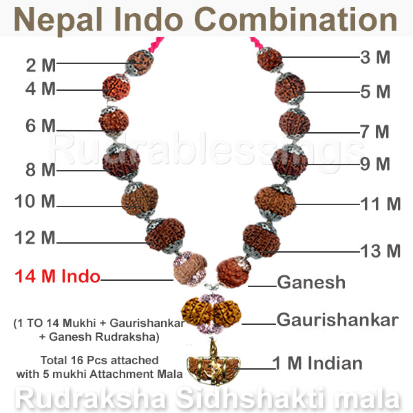 Rudraksha SidhShakti Mala Nepal Indonesia Combo - Std size - 2