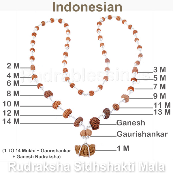 Rudraksha SidhShakti Mala from Indonesia (Std size beads) - 1 (Pure Silver)