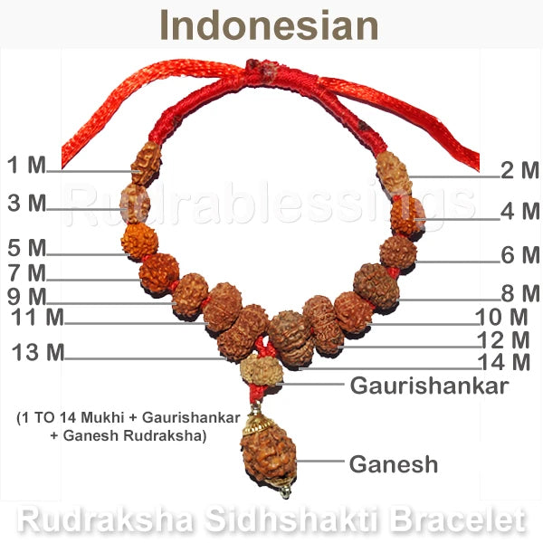 Rudraksha SidhShakti Bracelet from Indonesia - 2