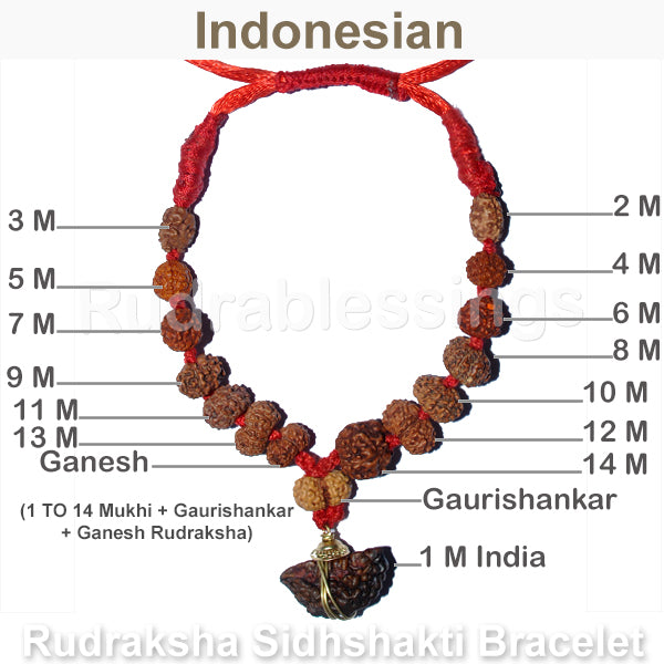 Rudraksha SidhShakti Bracelet from Indonesia - 1