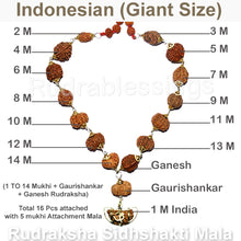 Load image into Gallery viewer, Rudraksha SidhShakti Mala from Indonesia (Giant size beads)
