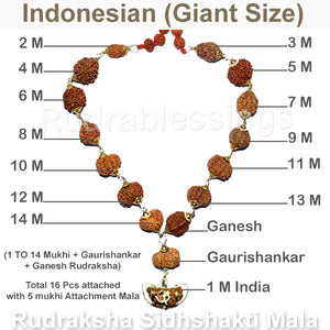 Rudraksha SidhShakti Mala from Indonesia (Giant size beads)