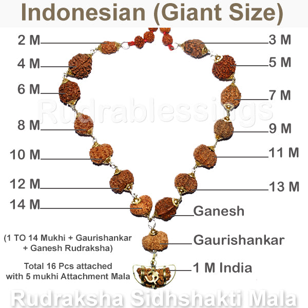 Rudraksha SidhShakti Mala from Indonesia (Giant size beads)