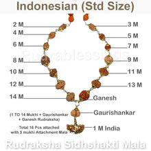 Load image into Gallery viewer, Rudraksha SidhShakti Mala from Indonesia (Standard Size beads)
