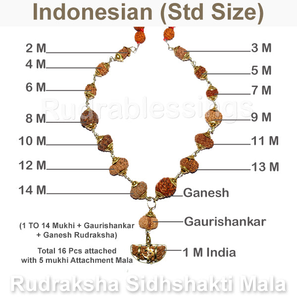 Rudraksha SidhShakti Mala from Indonesia (Standard Size beads)