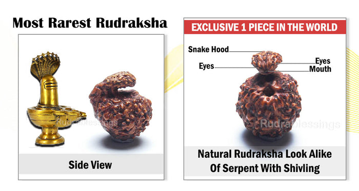 Naag Shivlinga Rudraksha