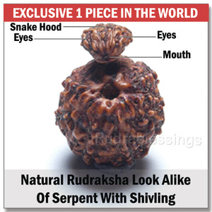 Naag Shivlinga Rudraksha