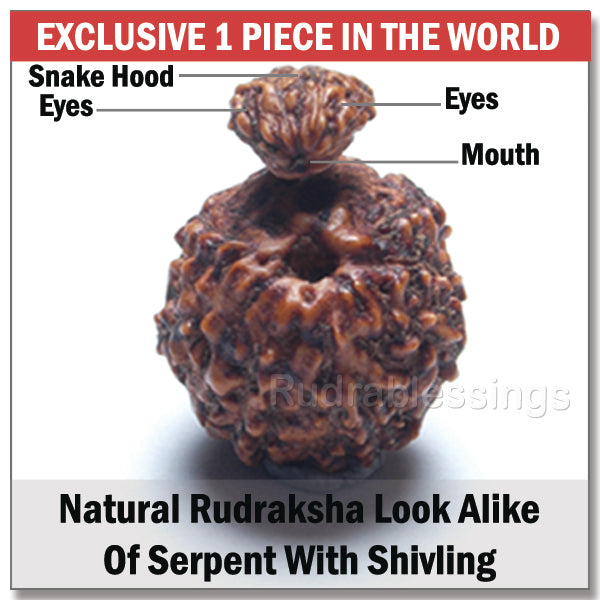 Naag Shivlinga Rudraksha
