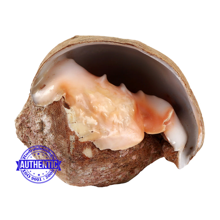 Siddhivinayak Ganesha Shankh - 26