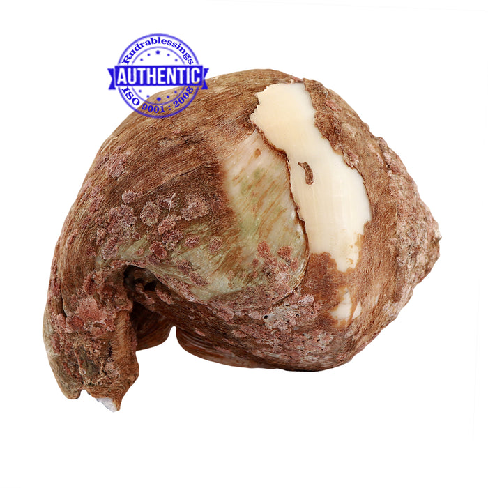 Siddhivinayak Ganesha Shankh - 26