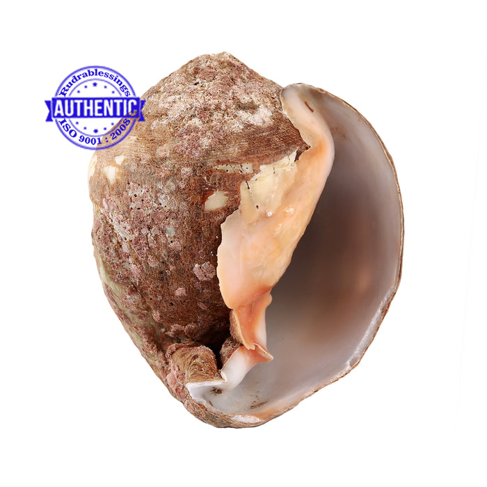 Siddhivinayak Ganesha Shankh - 26