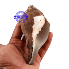 Load image into Gallery viewer, Vishnu Shankh - 28
