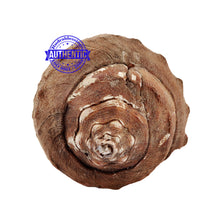Load image into Gallery viewer, Vishnu Shankh - 28
