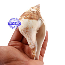 Load image into Gallery viewer, Chintamani Ganesha Shankh - 30
