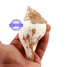 Load image into Gallery viewer, Chintamani Ganesha Shankh - 30
