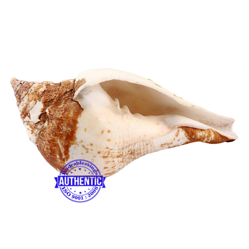 Chintamani Ganesha Shankh - 30