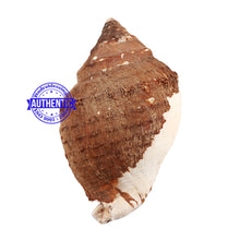 Load image into Gallery viewer, Varadvinayak Ganesha Shankh - 31
