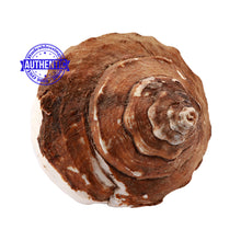 Load image into Gallery viewer, Varadvinayak Ganesha Shankh - 31
