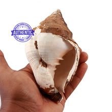 Load image into Gallery viewer, Varadvinayak Ganesha Shankh - 31
