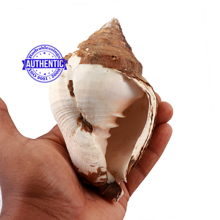 Varadvinayak Ganesha Shankh - 31